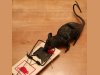 RAT's Rat s/v Oblio